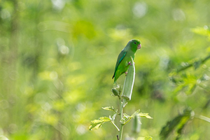 Green-rumped Parrolet on an Okra Plant, Trinidad